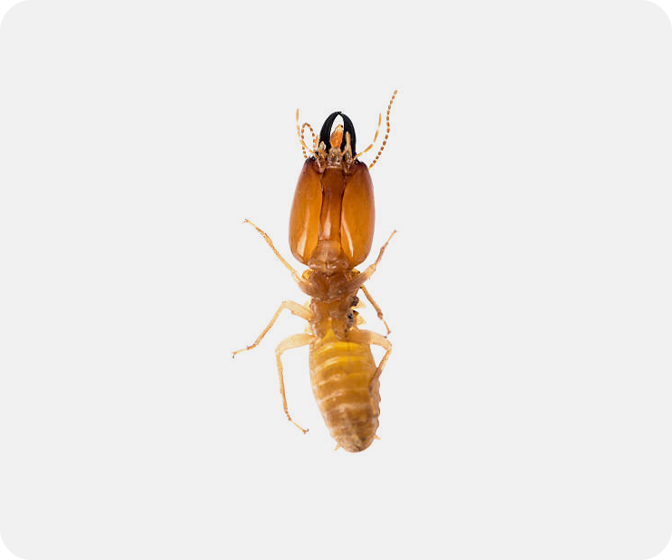 insect-img