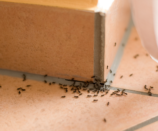 Ant Threats